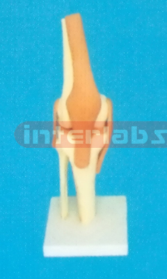 ADVANCED BIG LEFT KNEE JOINT-FUNCTIONAL MODEL WEST-TYPE